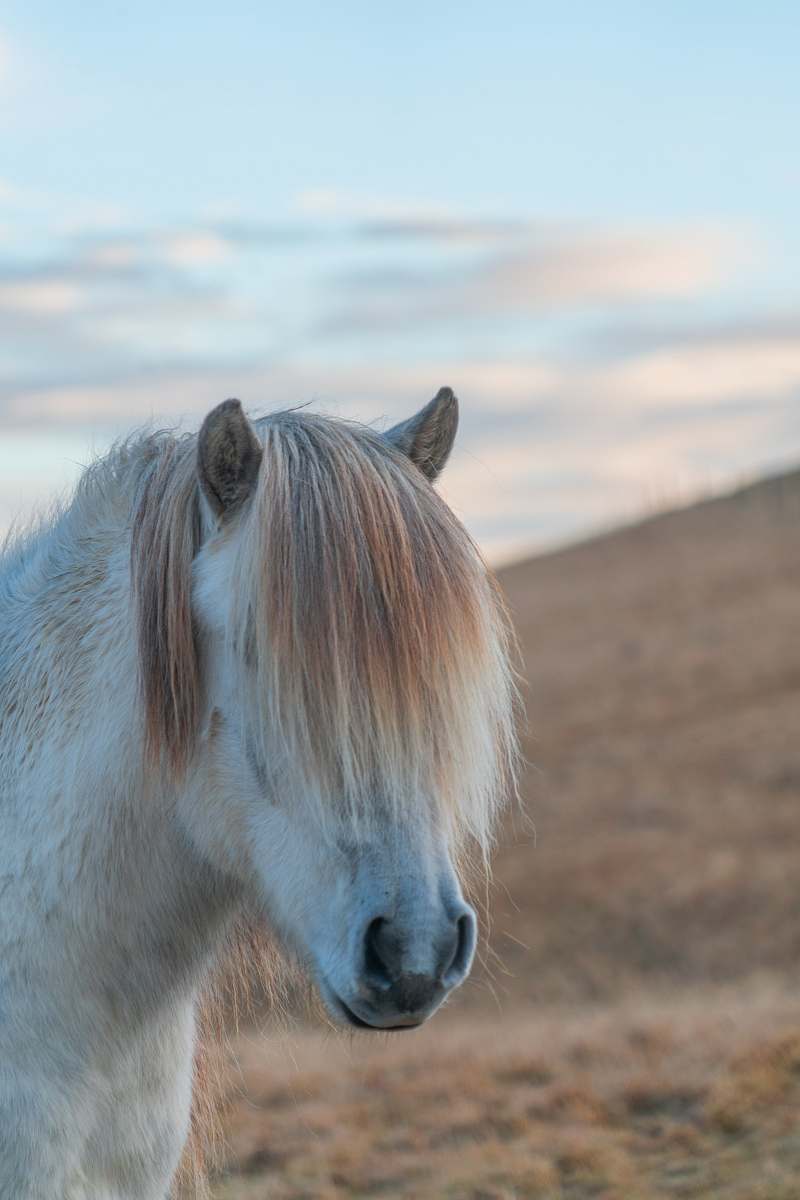 mammal selective focus photo of white horse horse