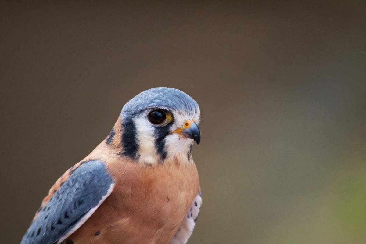 bird selective-focus photograph of blue and brown bird jay