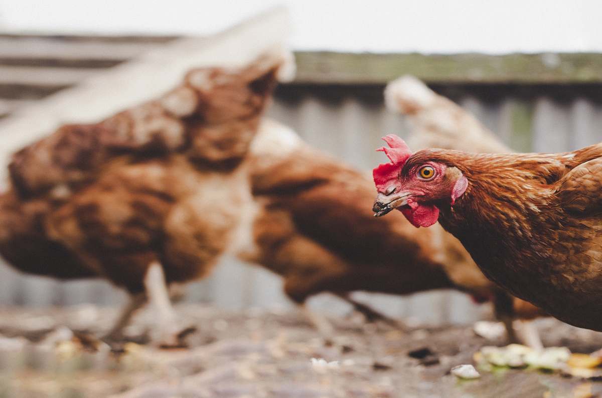 bird selective-focus photograph of brown hen chicken
