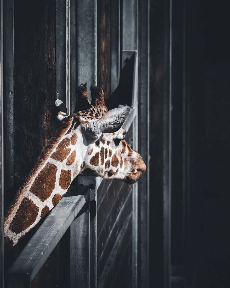 giraffe selective focus photograph of giraffe wildlife