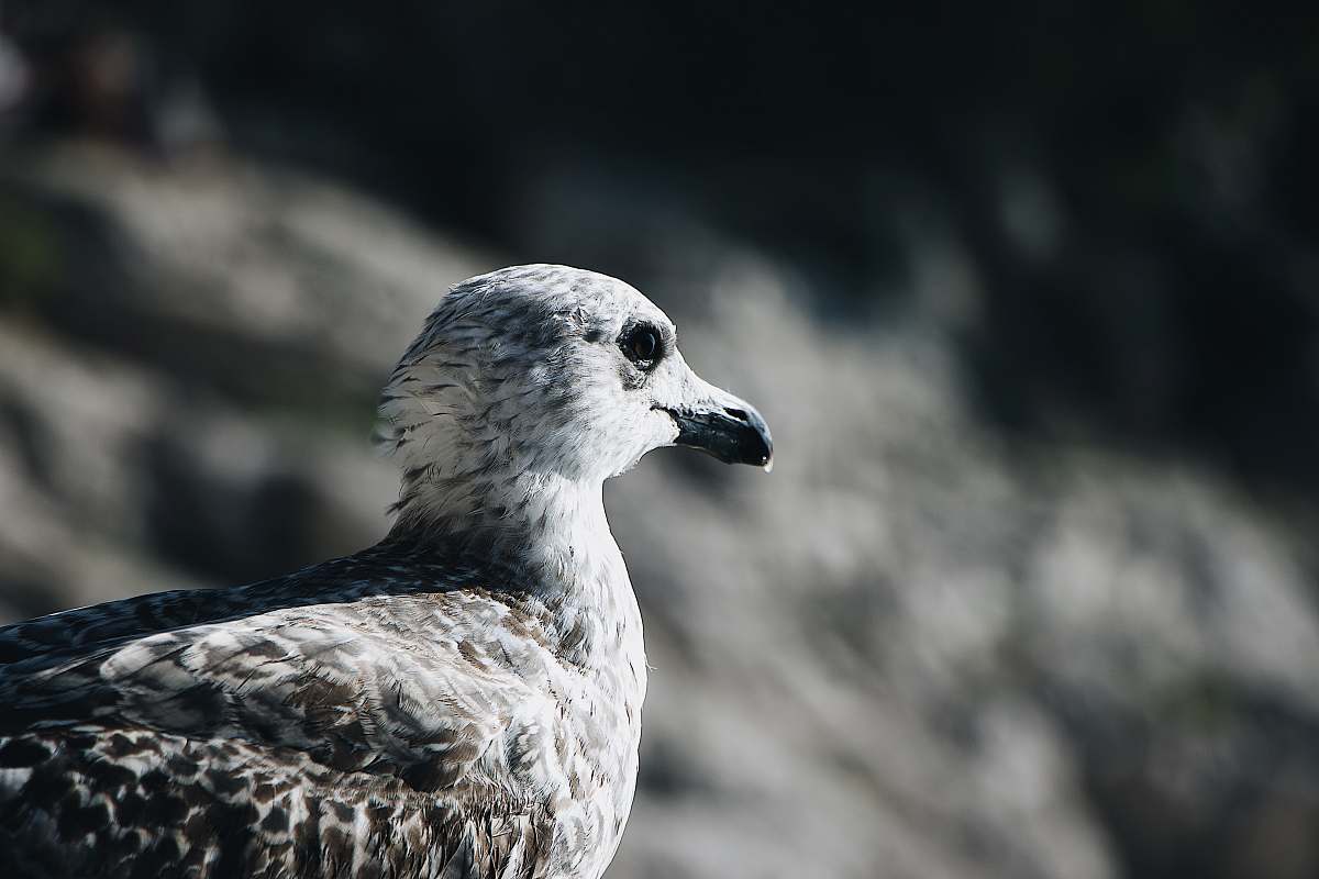 bird selective-focus photograph of seagull seagull