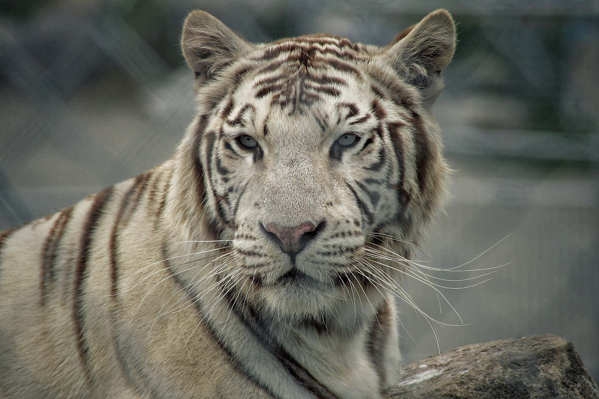 mammal selective-focus photograph of tiger tiger