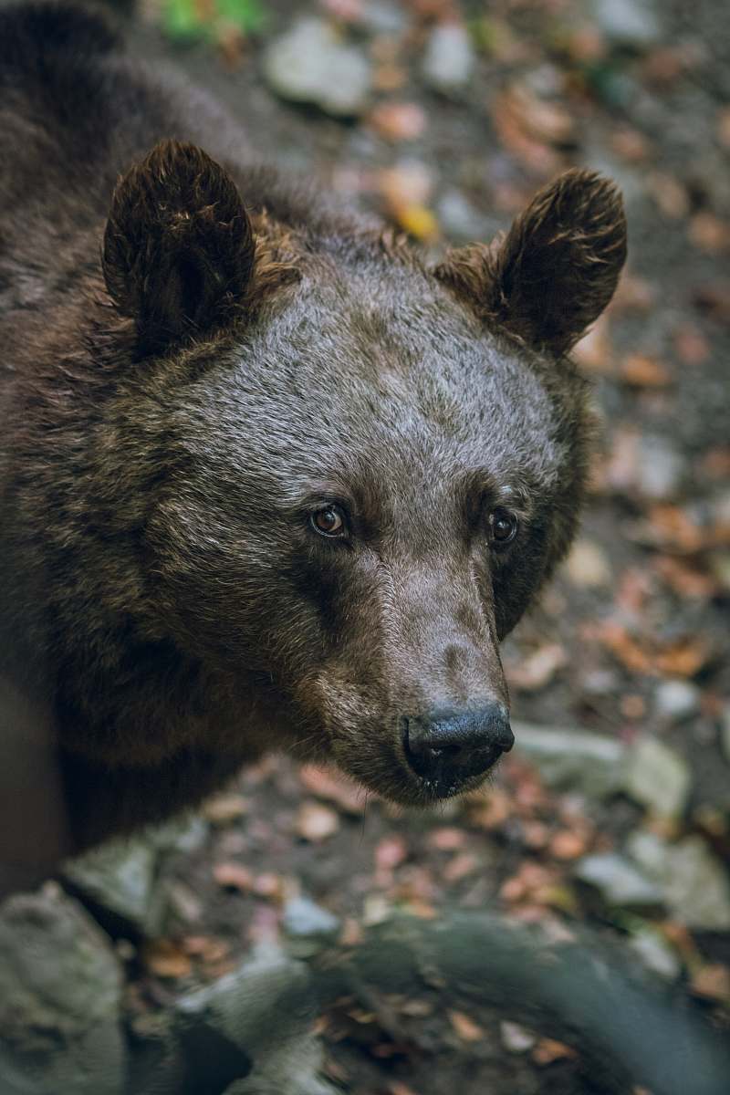bear selective focus photography of a black bear wildlife