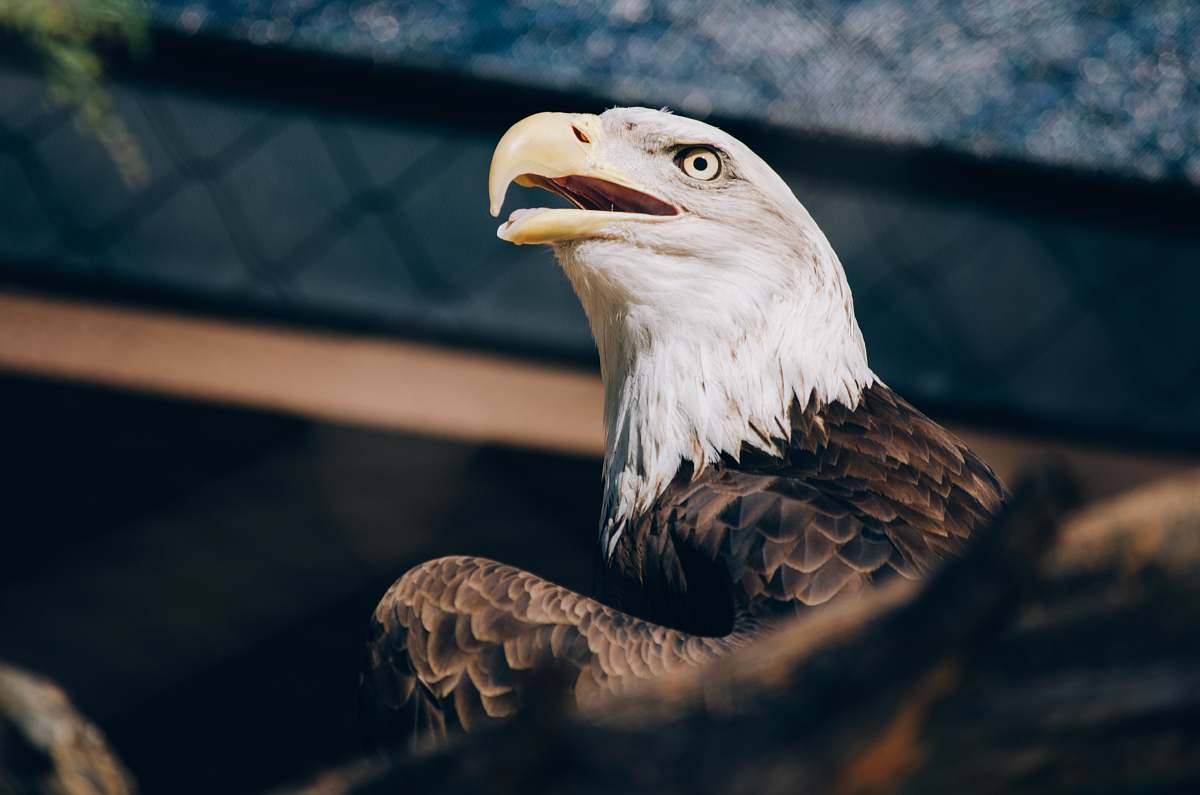 eagle selective focus photography of bald eagle bald eagle