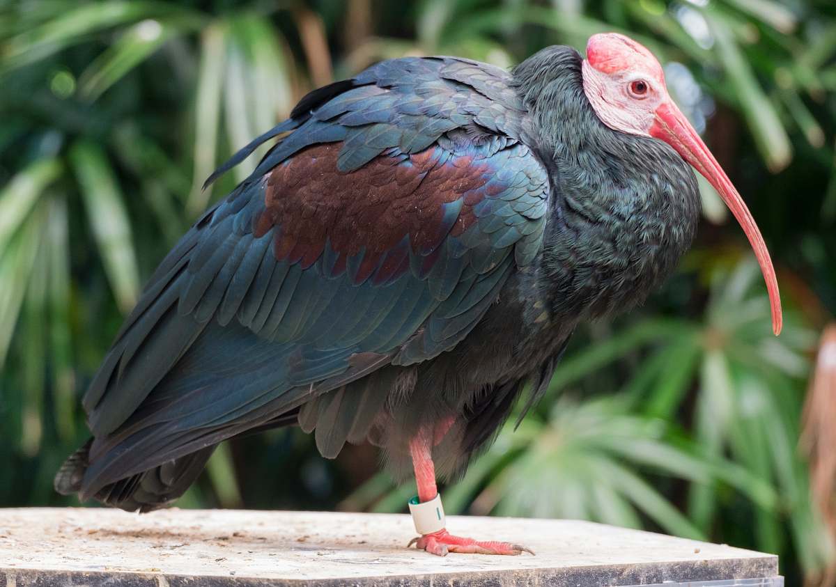 bird selective focus photography of bald ibis vulture