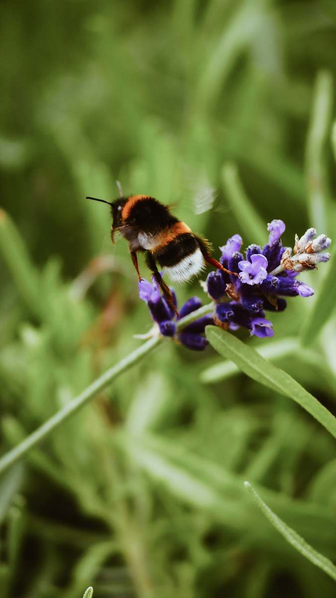 apidae selective focus photography of bee hovering on purple flower during daytime bee