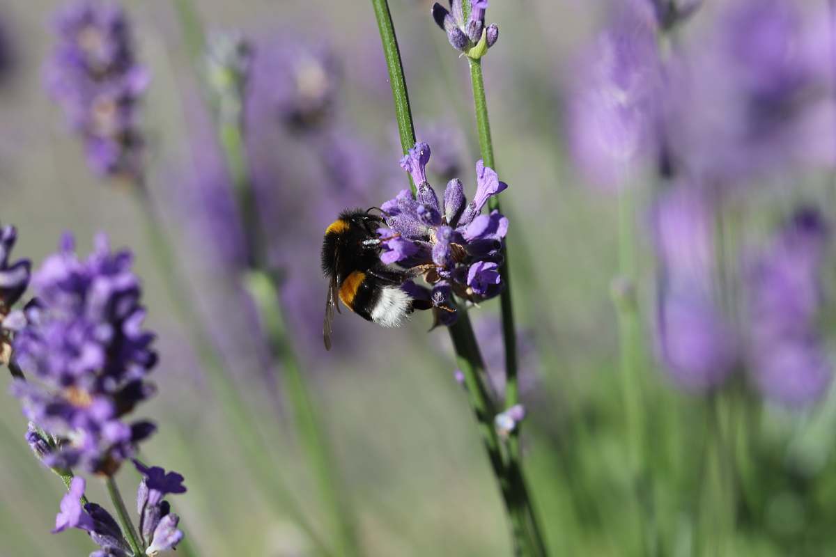 insect selective focus photography of bee apidae