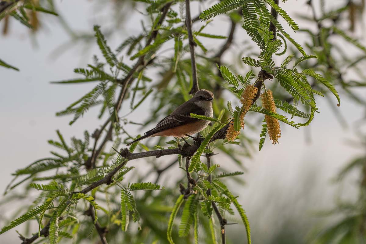 bird selective focus photography of bird fetched on tree branch finch
