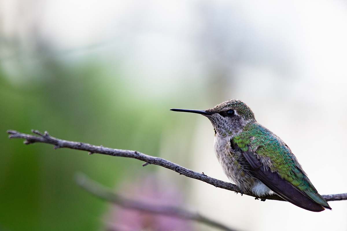bird selective focus photography of bird on tree branch hummingbird