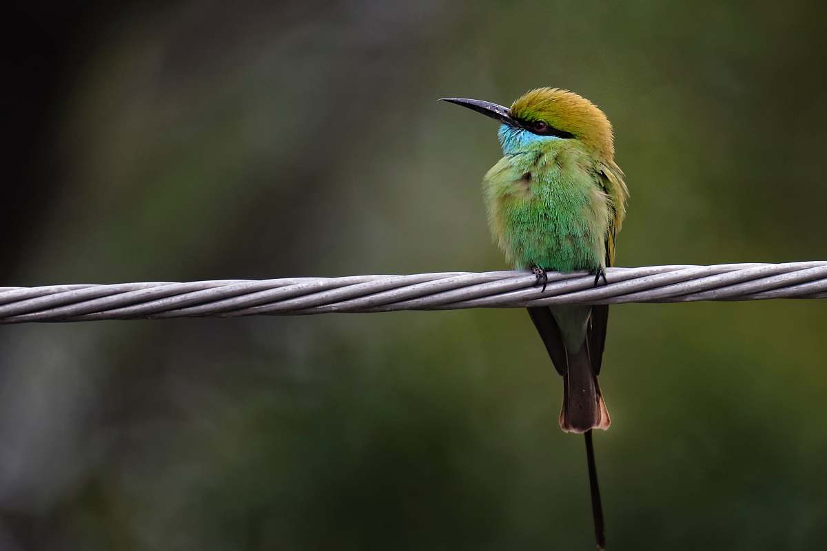 bird selective focus photography of bird perching on gray rope cantt