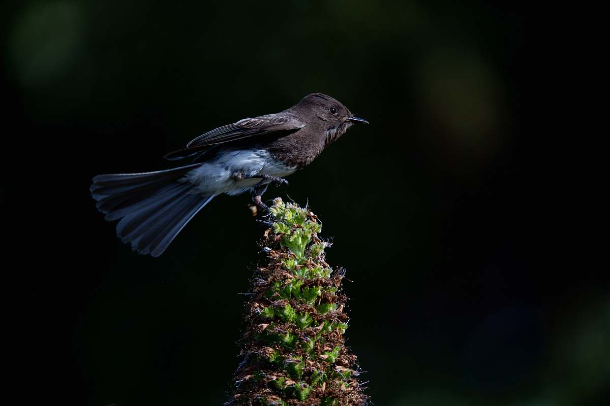 bird selective-focus photography of bird perching on plant jay