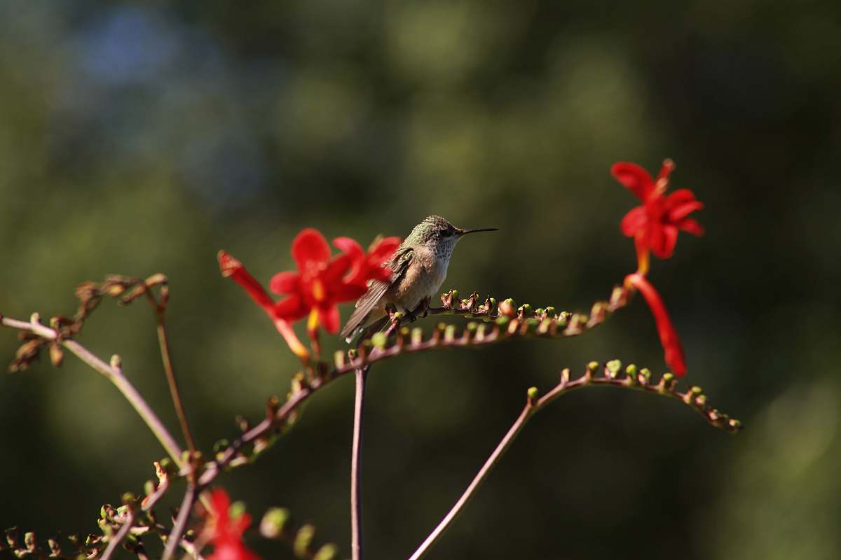 bird selective focus photography of bird perching on red flowers hummingbird