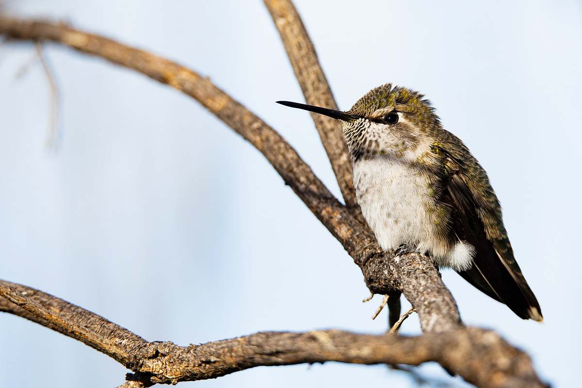 bird selective-focus photography of bird perching on tree hummingbird