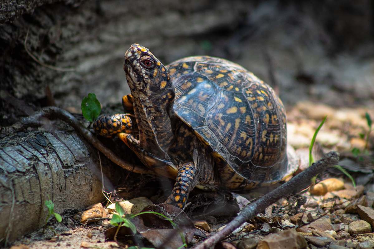 reptile selective focus photography of black and brown turtle walking on fallen branch turtle