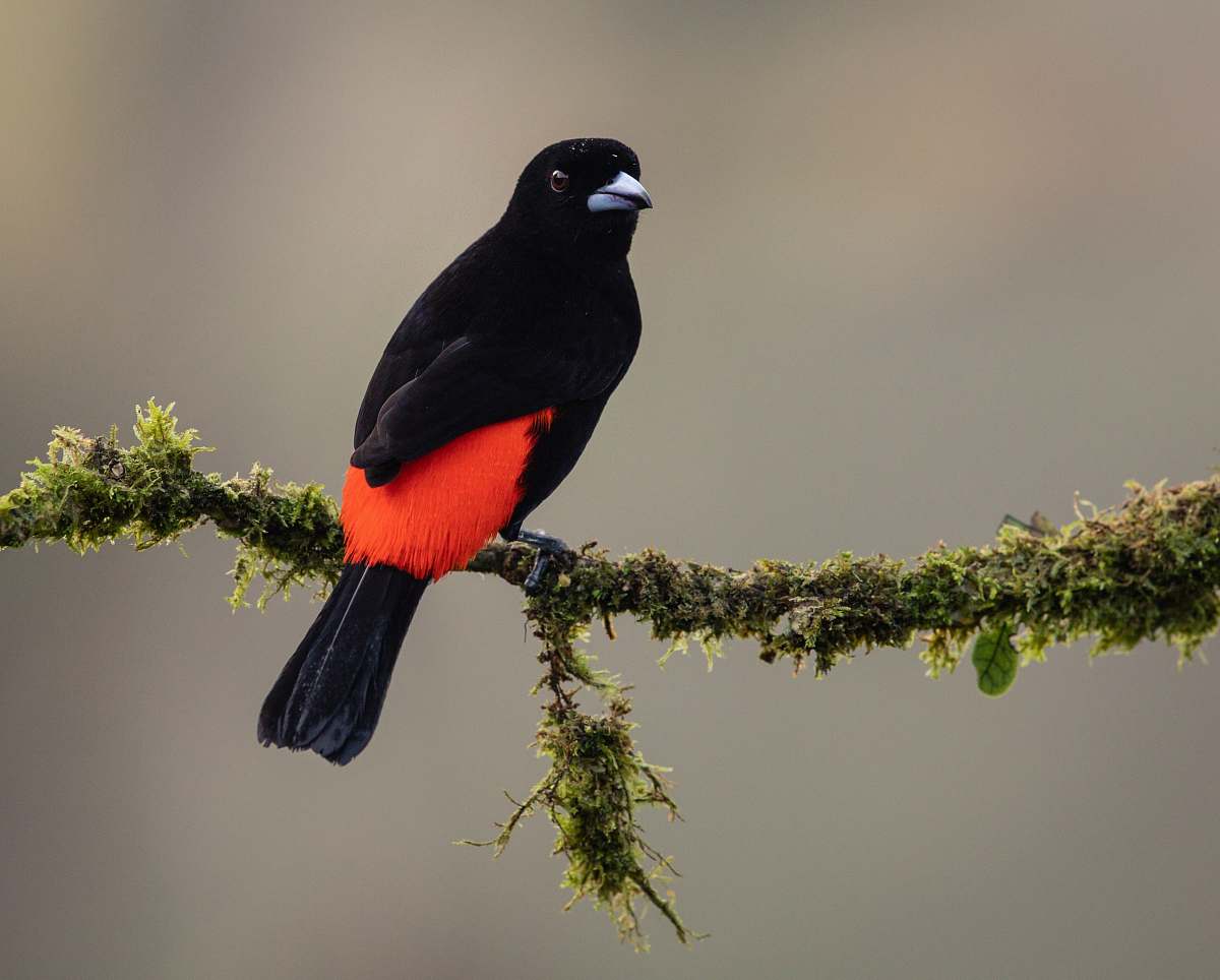 bird selective focus photography of black and red bird agelaius