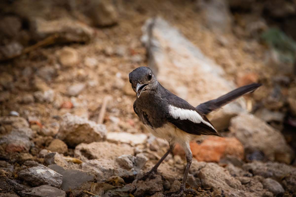 bird selective focus photography of black and white bird ground