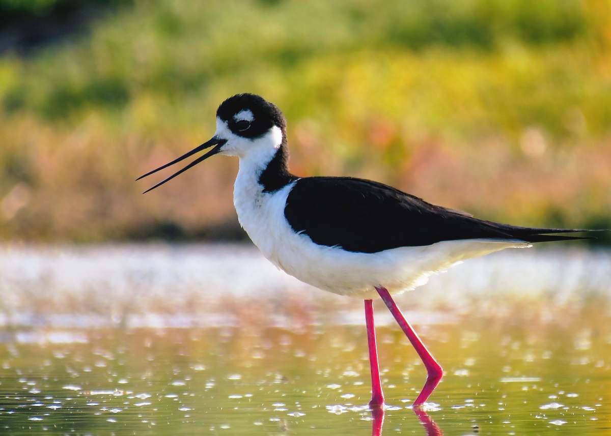 bird selective focus photography of black and white bird on water beak