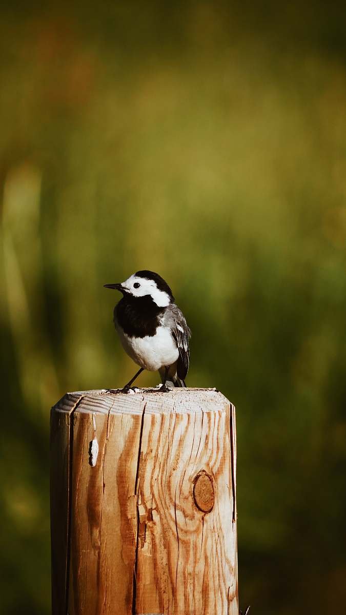 bird selective focus photography of black and white bird perching on wooden post wood