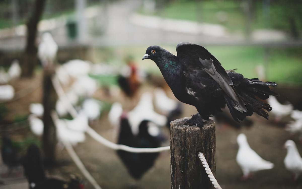 bird selective focus photography of black bird dove