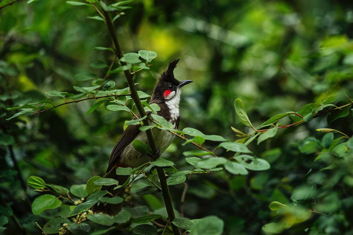 bird selective focus photography of black bird perch on green tree india