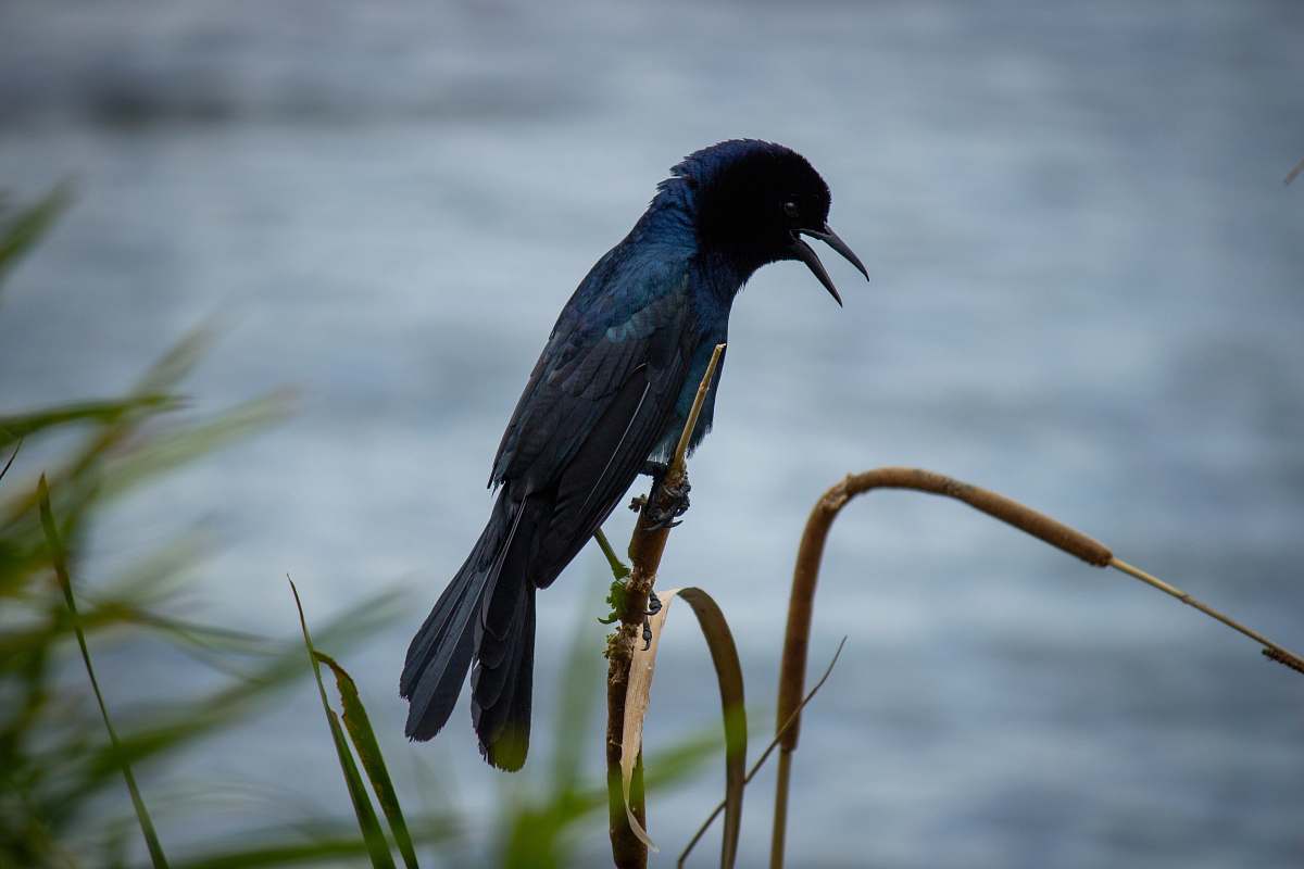 bird selective-focus photography of black bird perching on stick florida