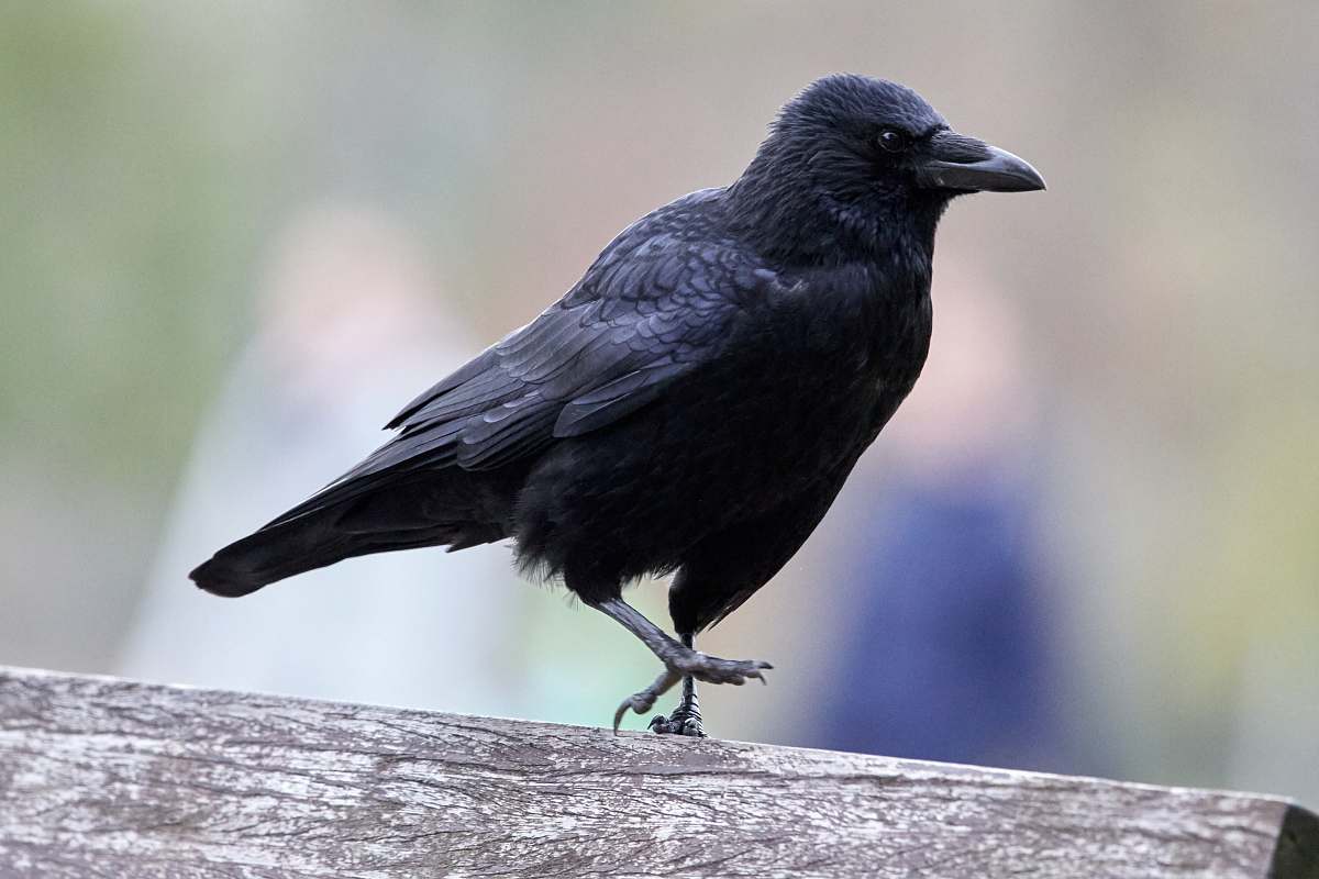 bird selective focus photography of black crow on brown wood crow