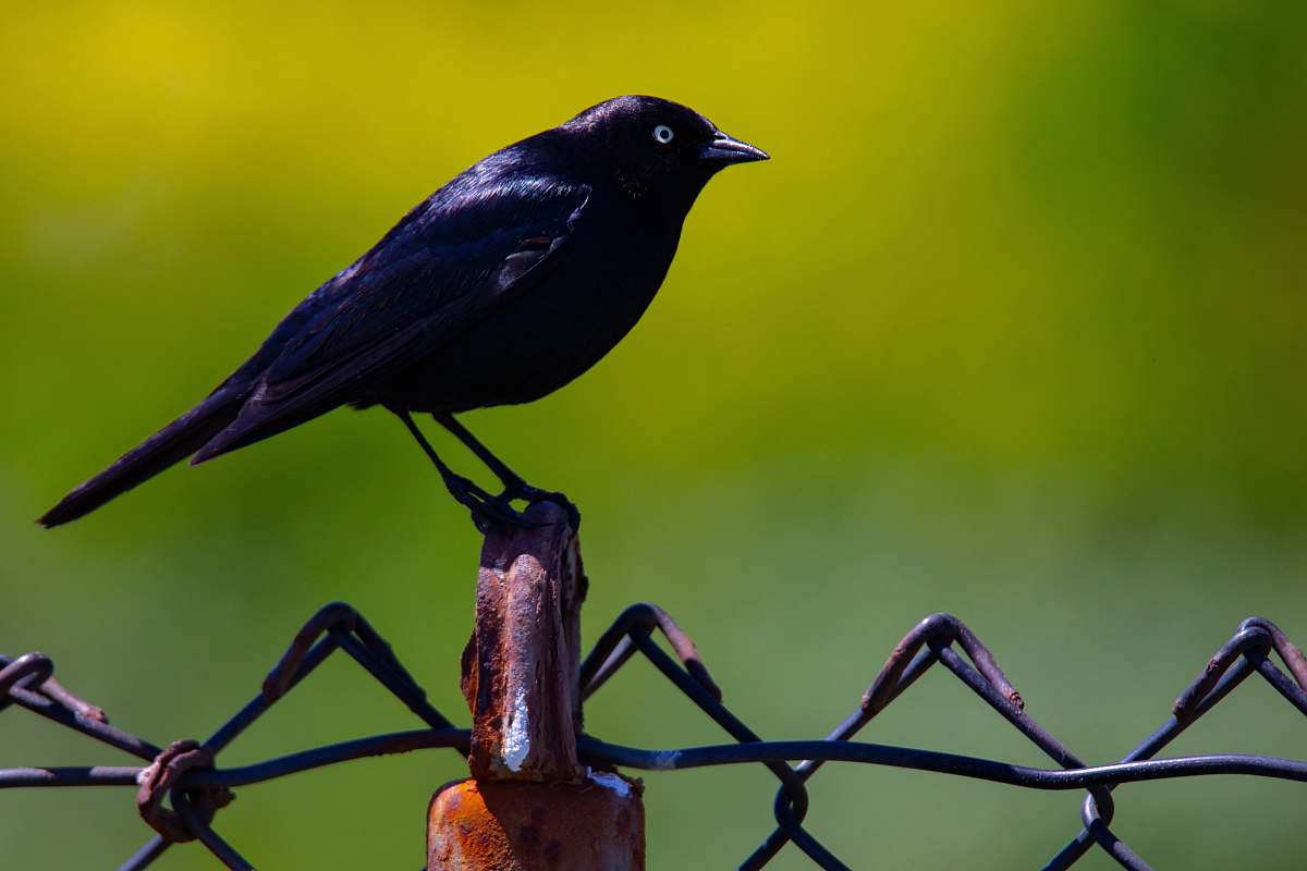 bird selective-focus photography of black crow perching on metal stand agelaius