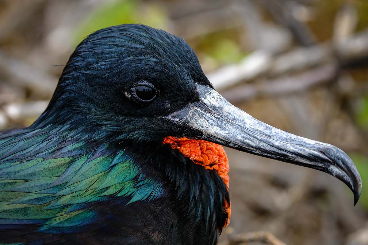 bird selective focus photography of black, orange, and green bird beak