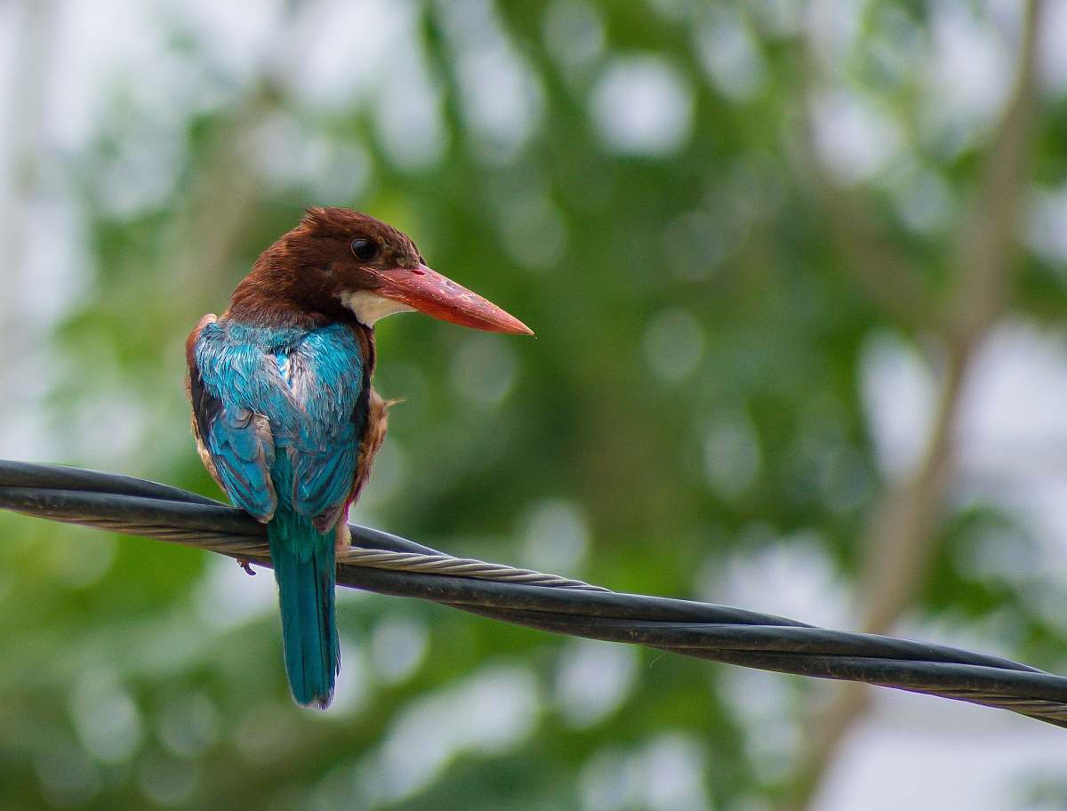 bird selective focus photography of blue and brown perching bird bee eater