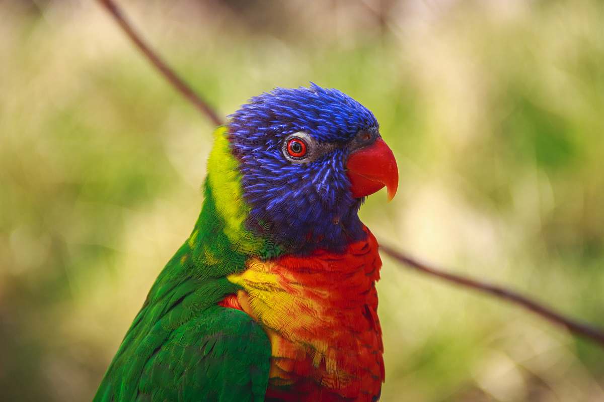 bird selective focus photography of blue, red, and green bird praha