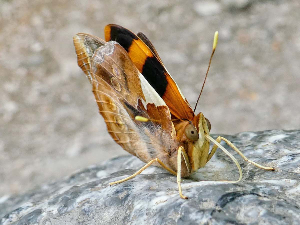 insect selective focus photography of brown and black butterfly invertebrate