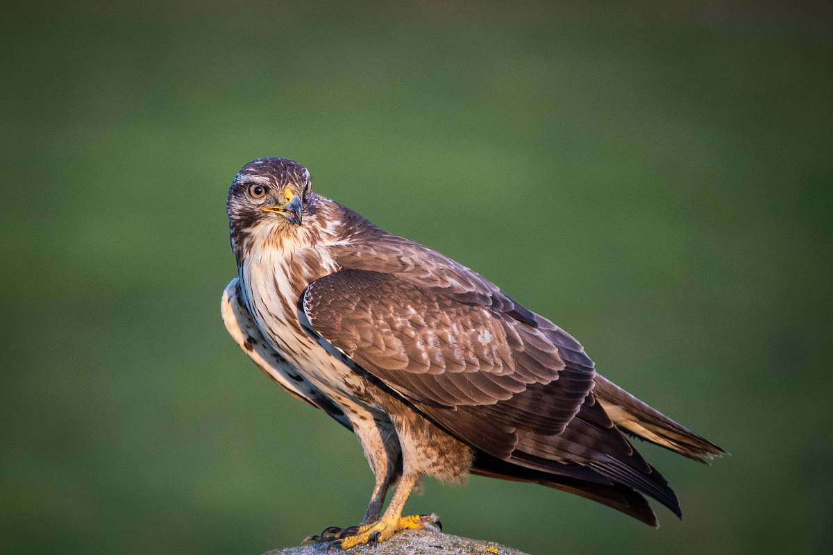 bird selective focus photography of brown bald eagle buzzard