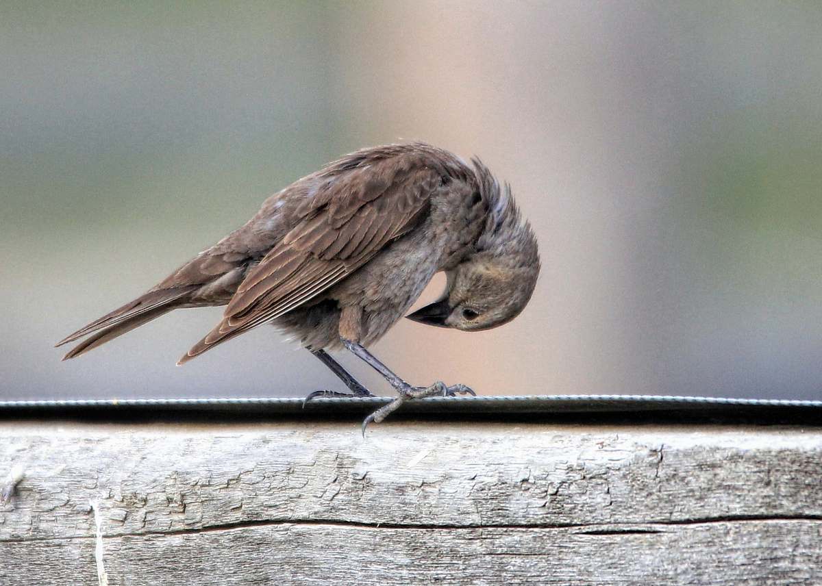 anthus selective focus photography of brown bird agelaius