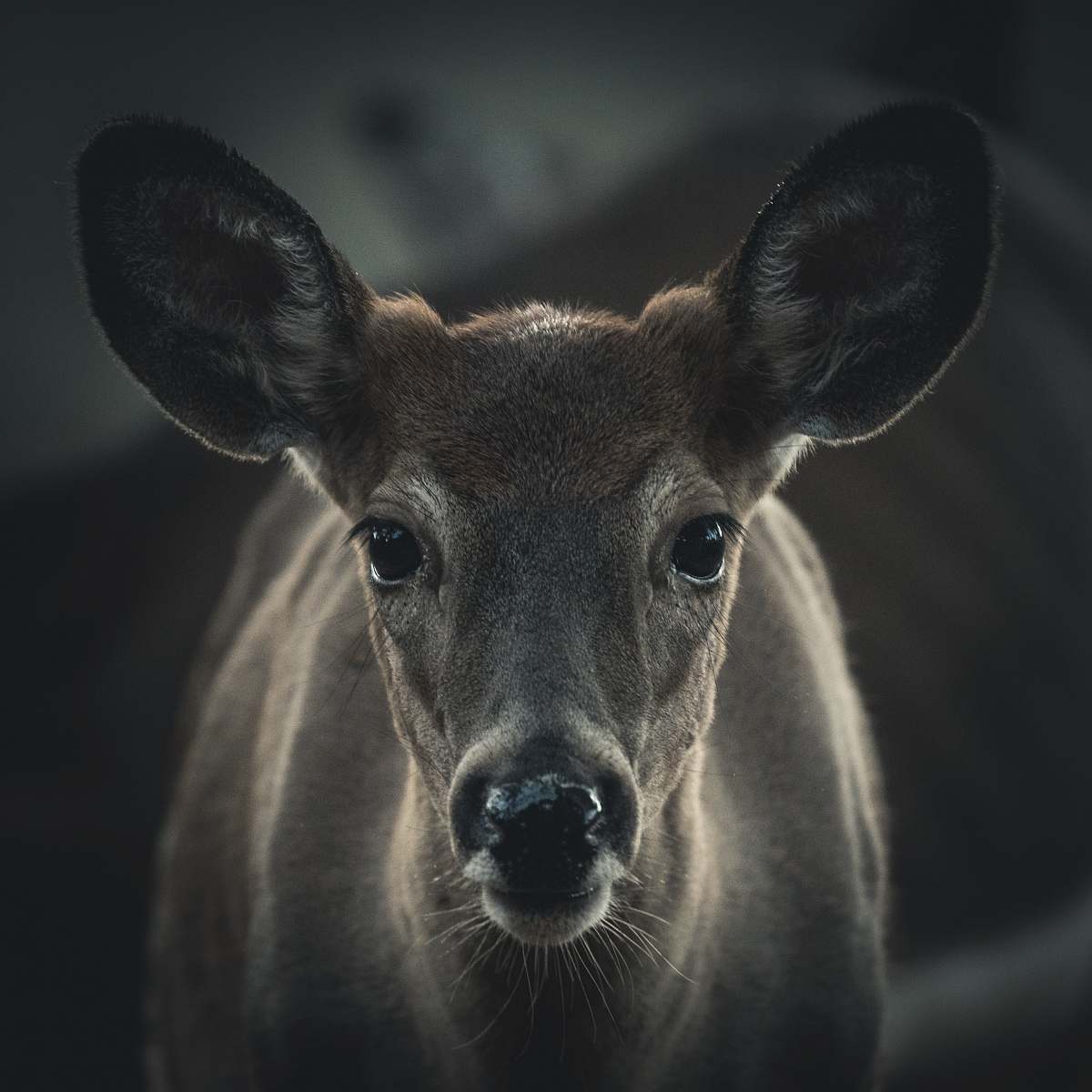 wildlife selective focus photography of brown deer deer