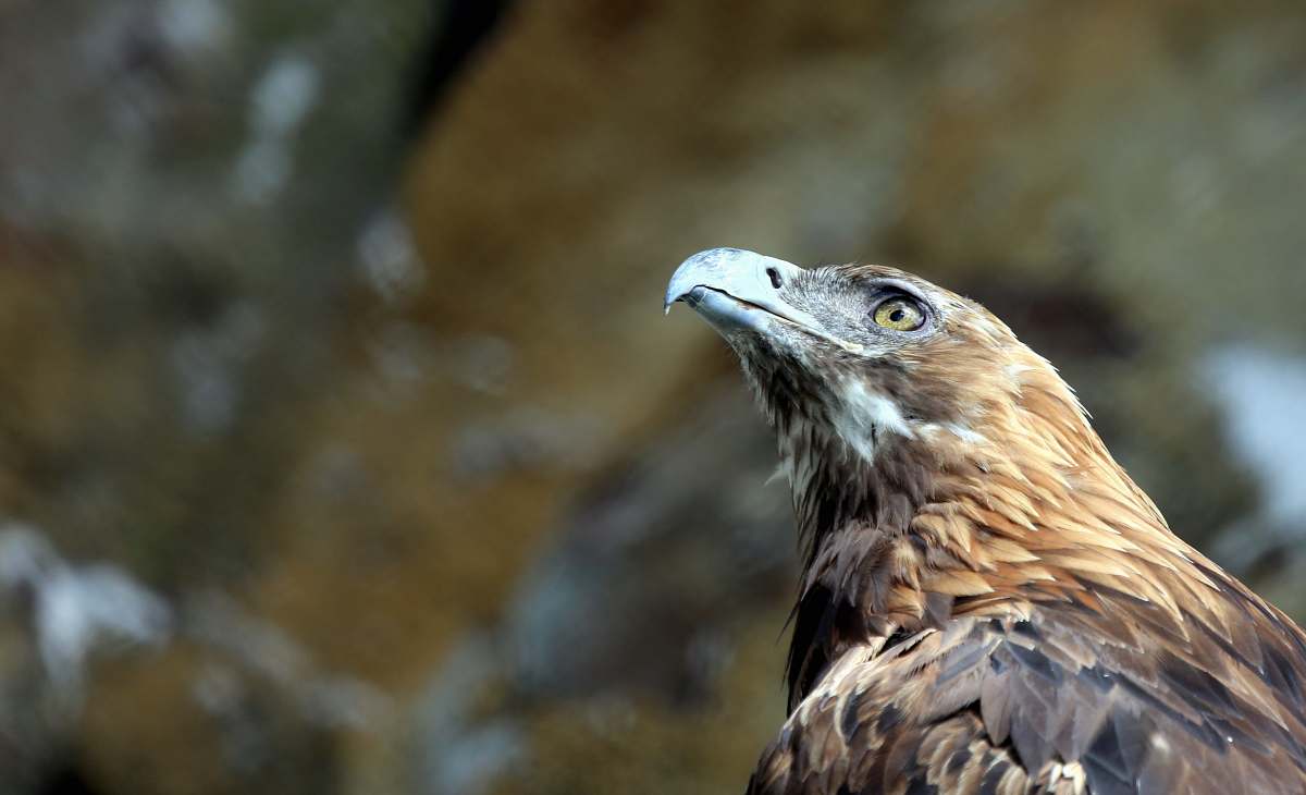 buzzard selective focus photography of brown eagle hawk