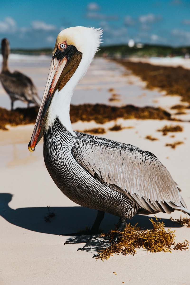 bird selective focus photography of brown pelican pelican