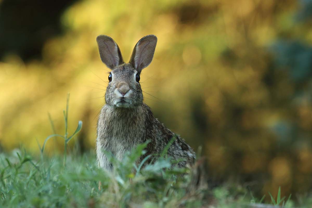 rabbit selective focus photography of brown rabbit hare