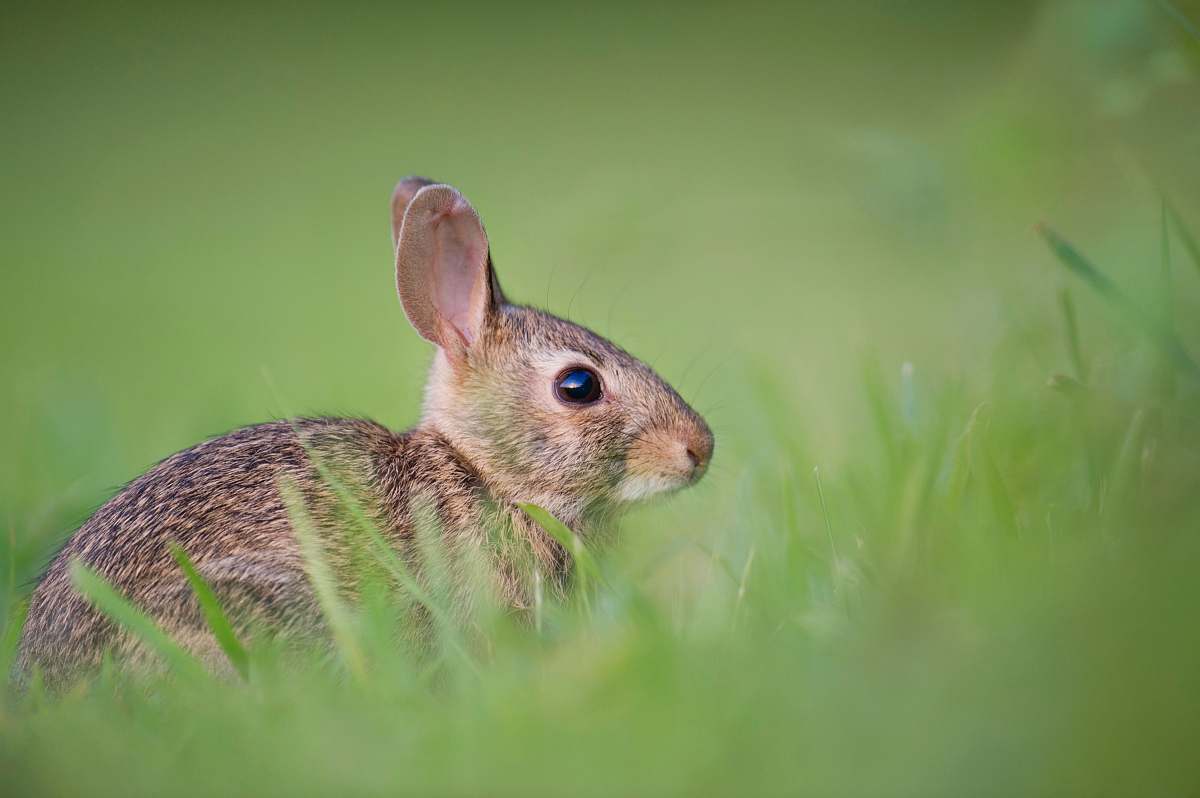 rabbit selective focus photography of brown rodent on green gras bunny