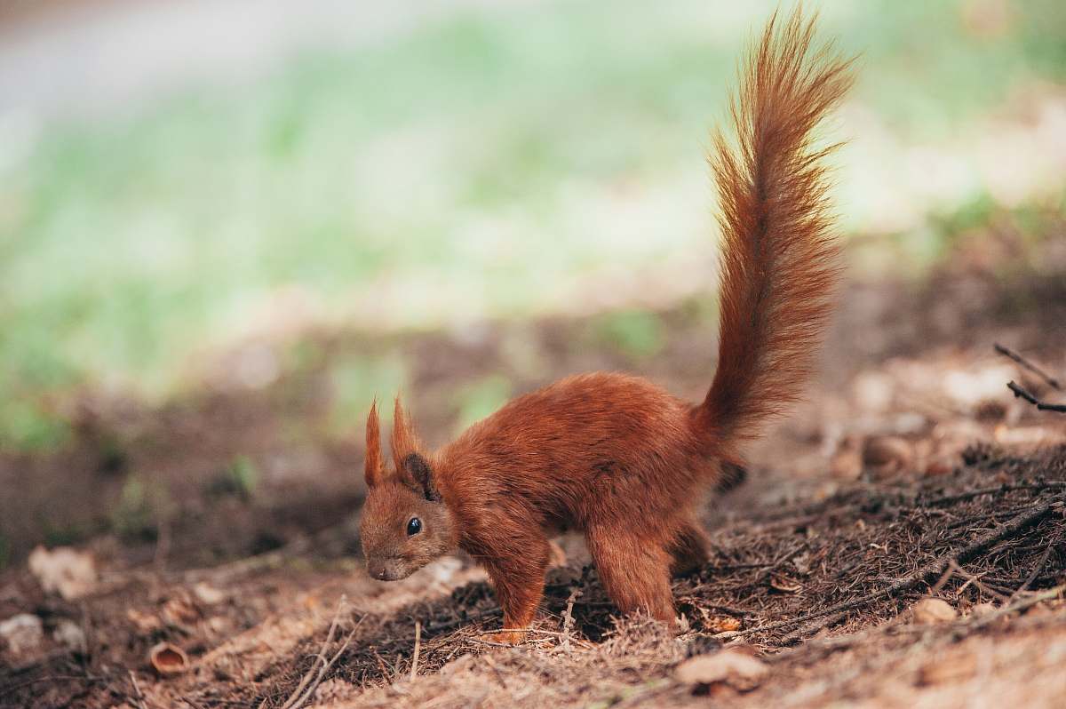 wallaby selective focus photography of brown squirrel on ground kangaroo