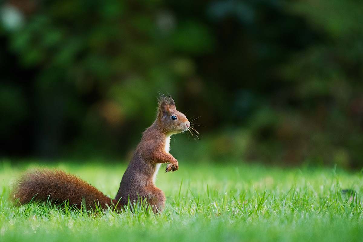 squirrel selective focus photography of brown squirrel standing on green grass during daytime rodent