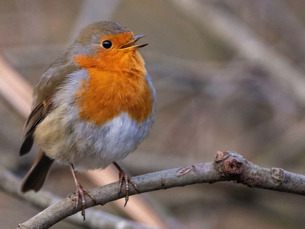 bird selective focus photography of Europian Robin bird robin