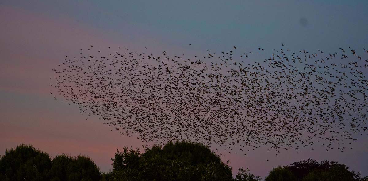 flock selective focus photography of flock of bird flying on sky during sunset grey