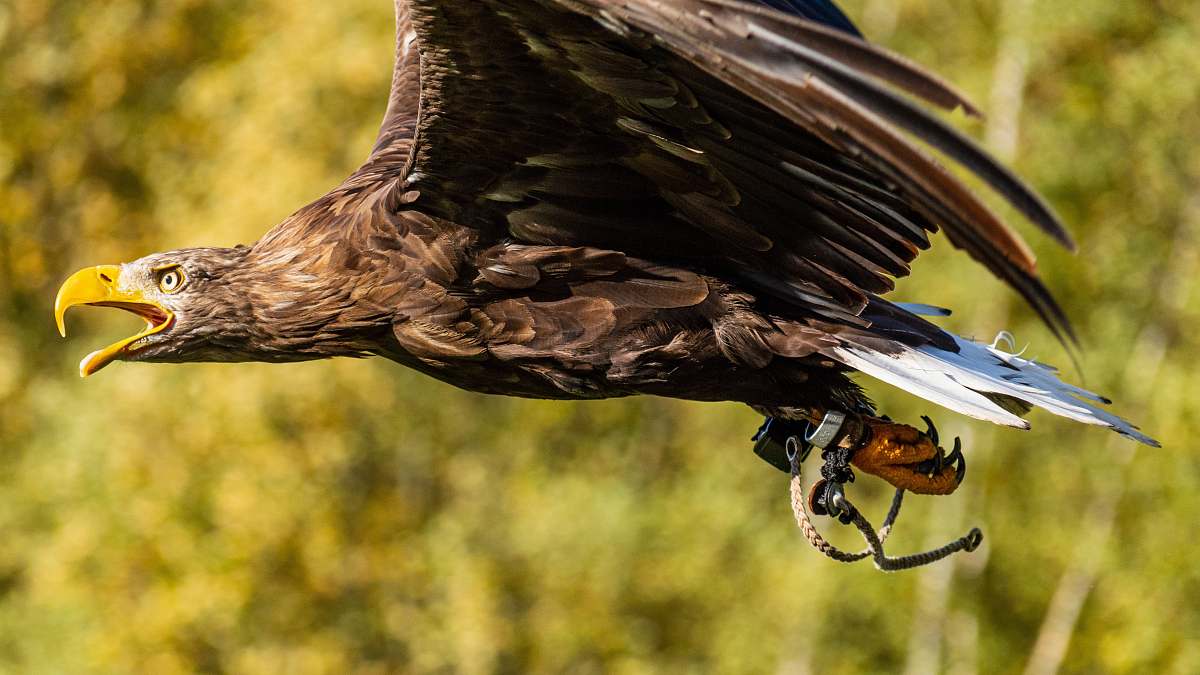bird selective focus photography of flying brown and white eagle during daytime vulture