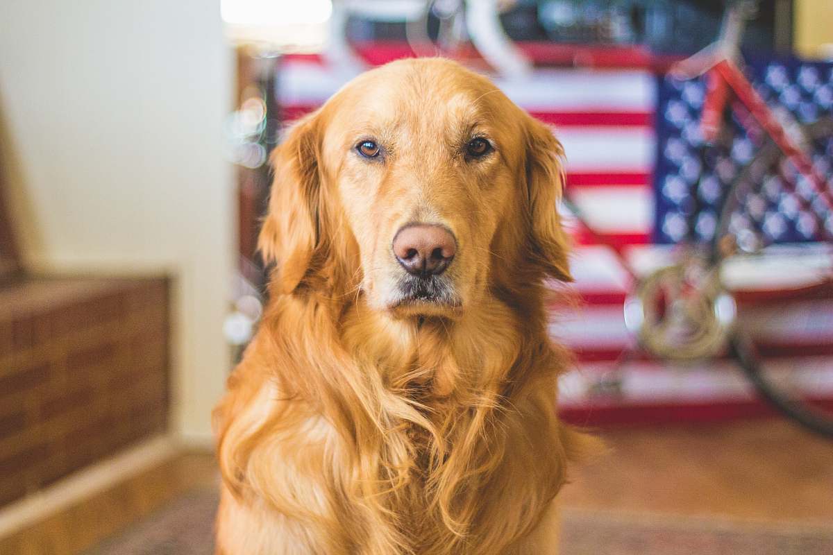 dog selective focus photography of golden Labrador retriever golden retriever