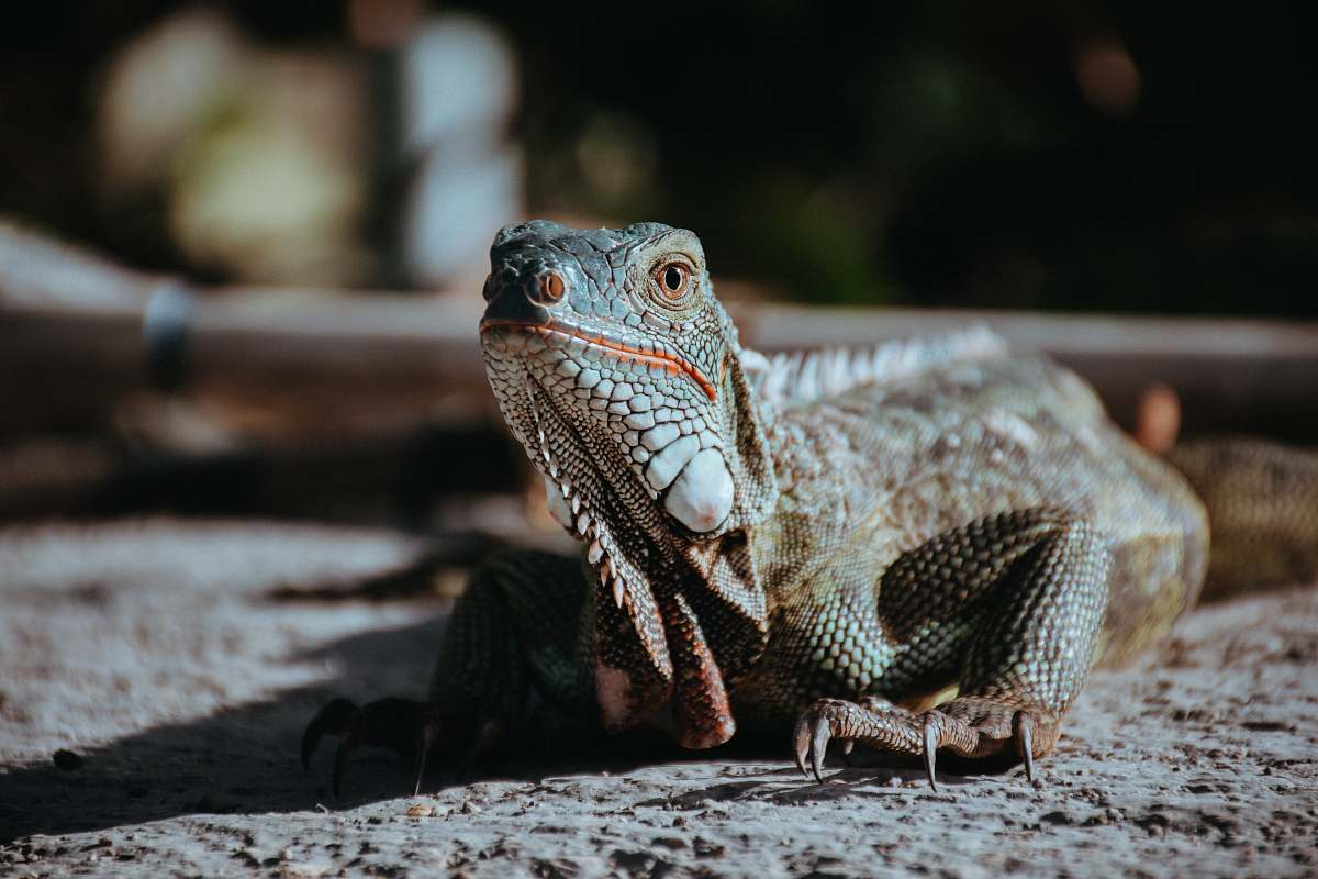 lizard selective focus photography of gray bearded dragon reptile