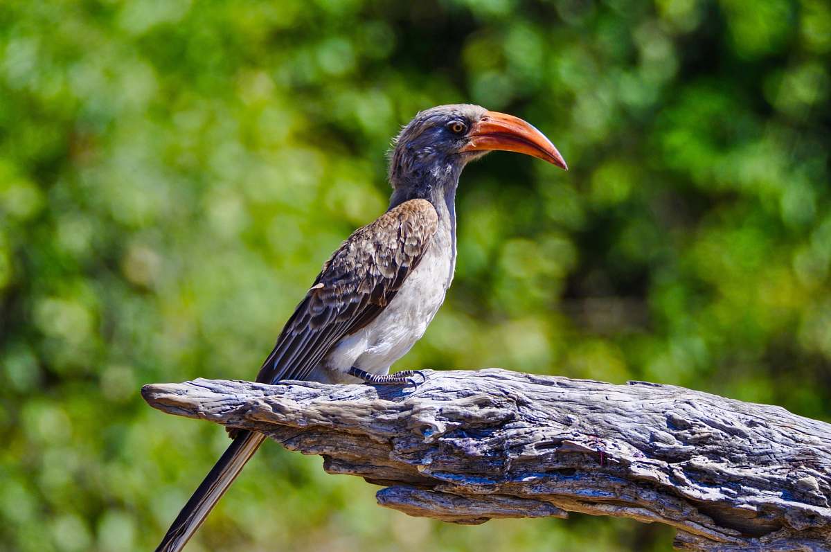bird selective focus photography of gray long-beaked bird on tree branch beak
