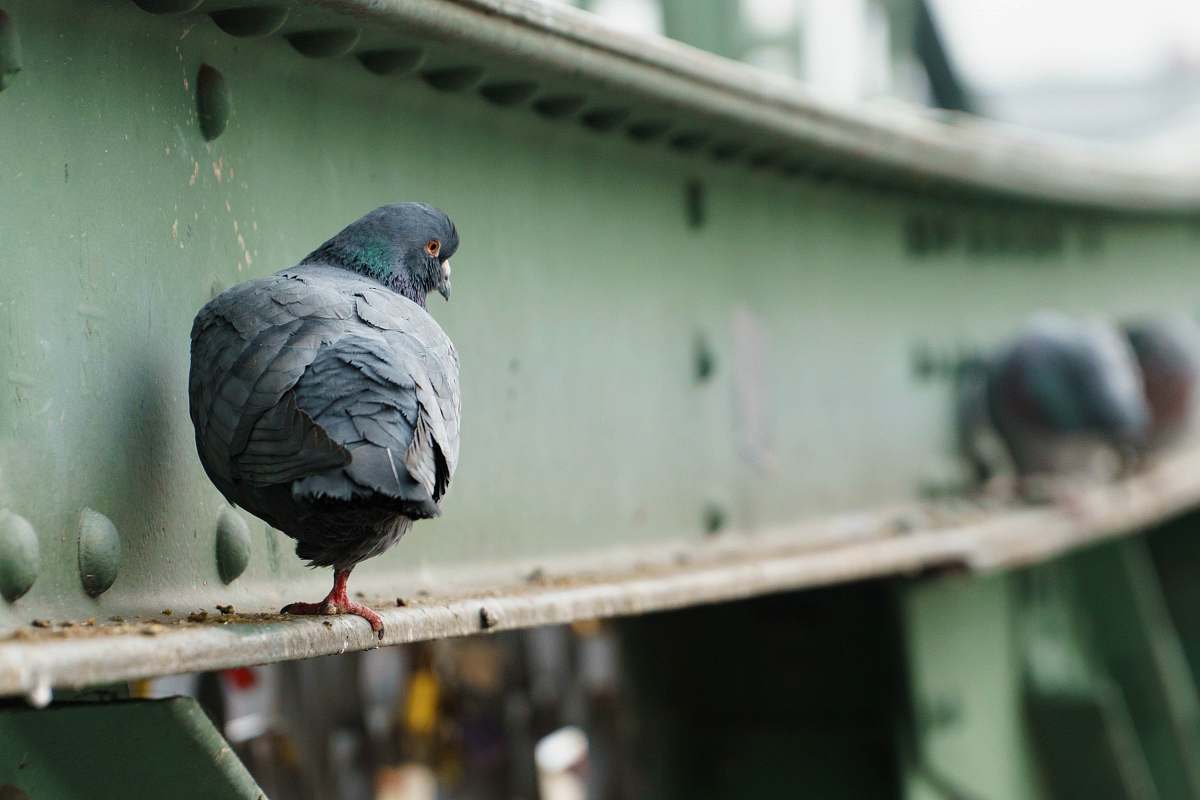 bird selective focus photography of gray pigeon pigeon