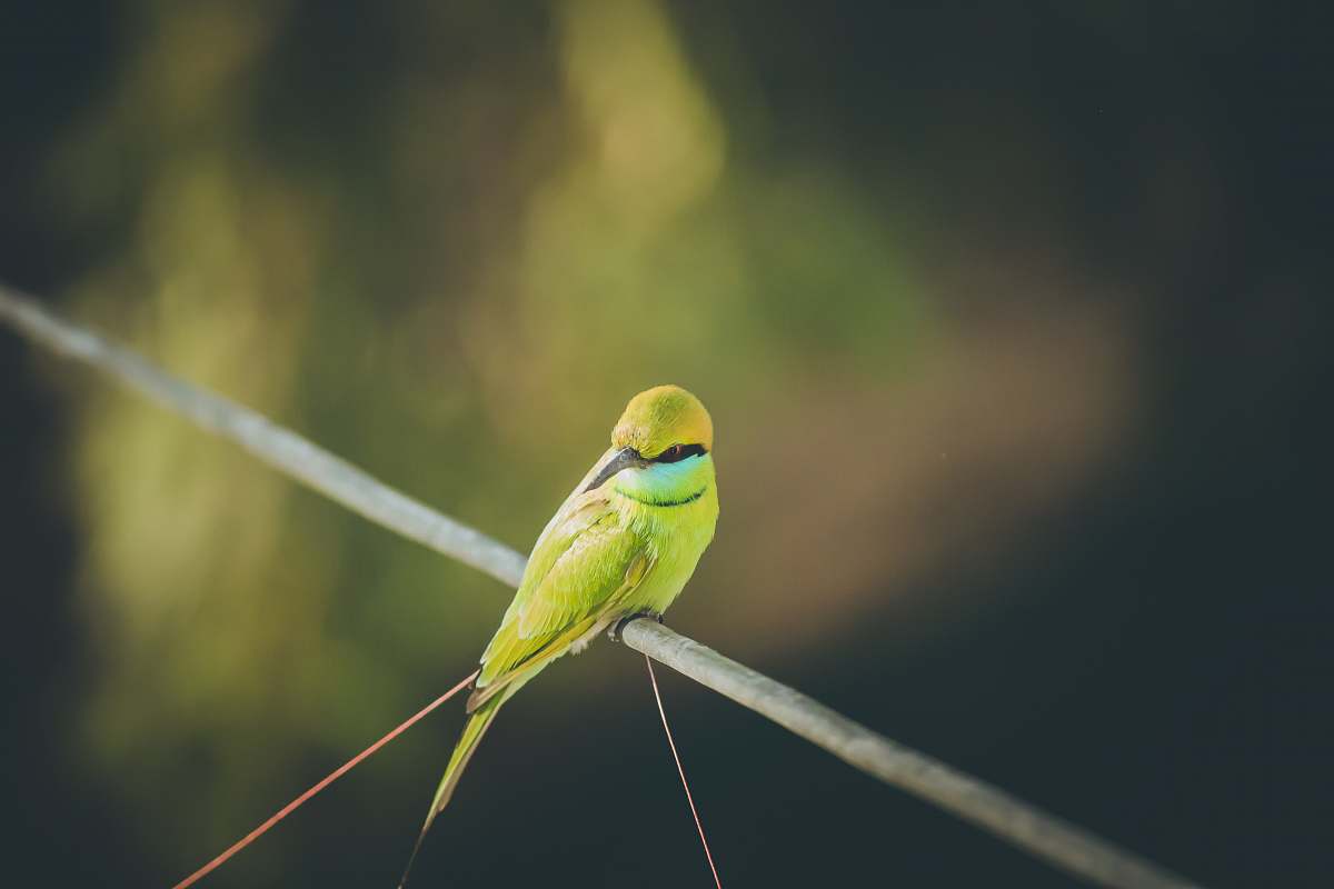 bird selective focus photography of green bird bee eater