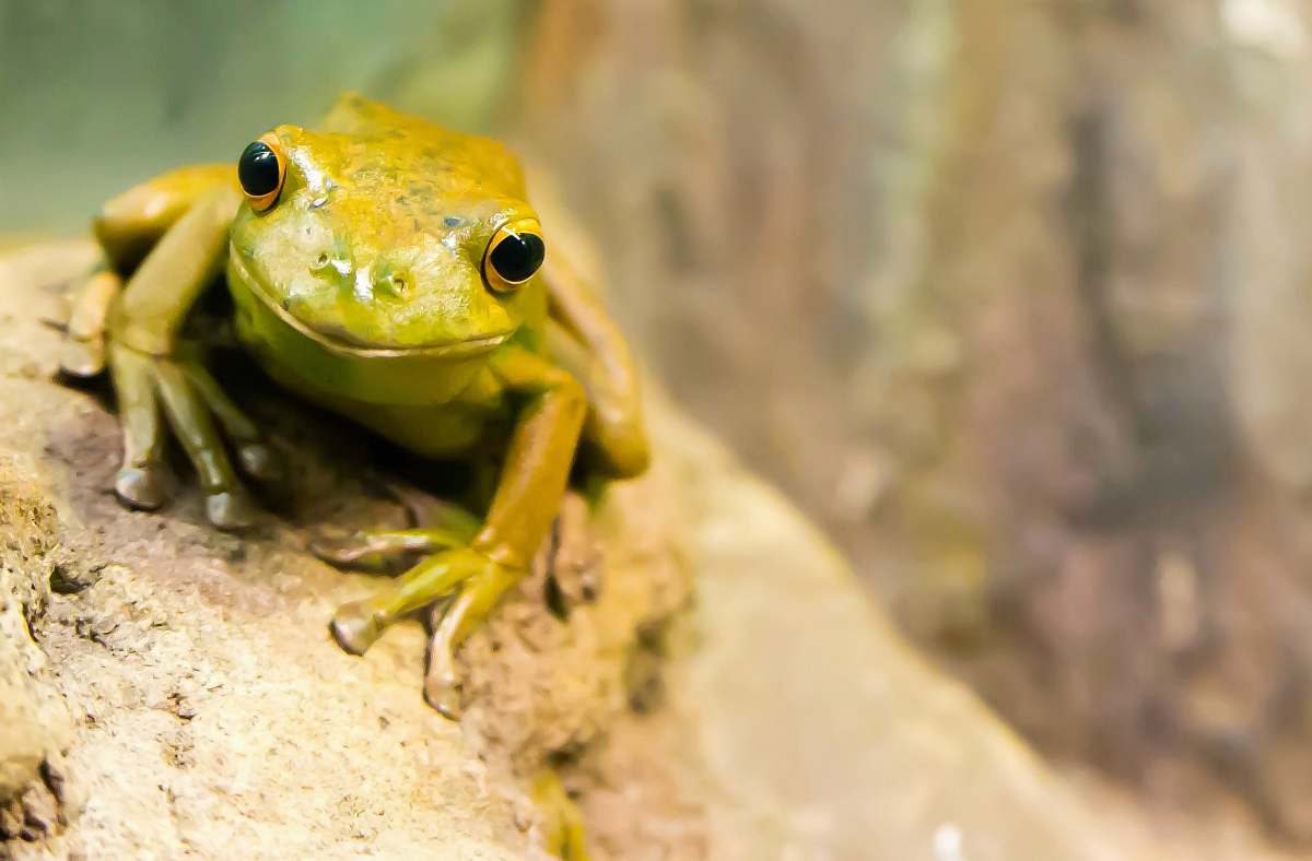 frog selective focus photography of green frog amphibian