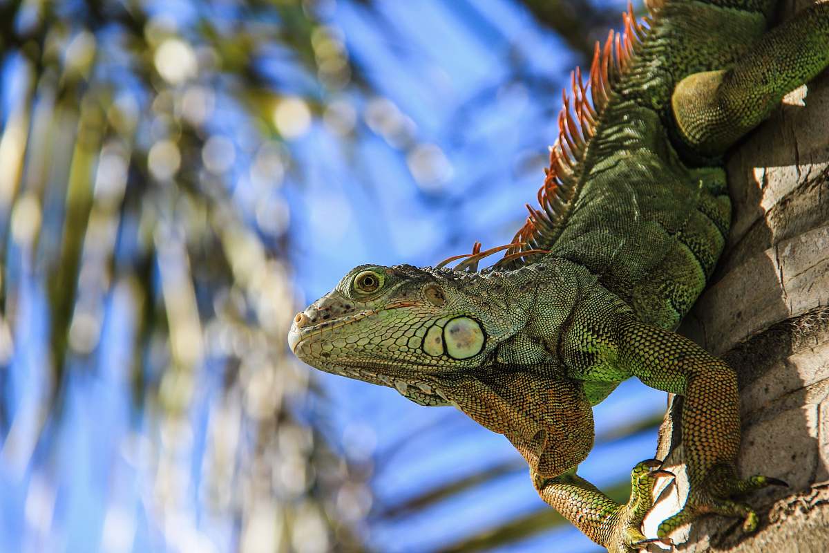 reptile selective focus photography of green iguana lizard